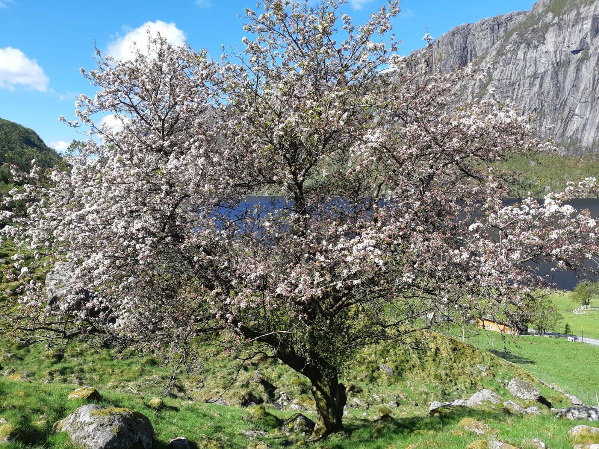 Hytte Ved Preikestolen 포르산 외부 사진
